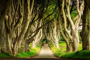 Best Campervan Destinations | Row of trees along a straight road. 