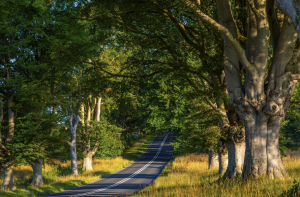 Benefits of Owning a Campervan | Road through tunnel of green trees.