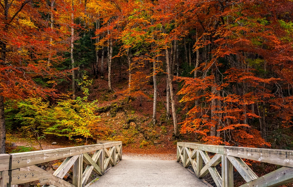 Autumn Camping | Wooden bridge leading to woodland with autumn colours. 