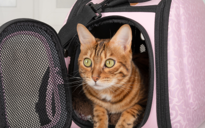 Embrace the Feline Frenzy: Roaming UK Cat Shows with Free Spirit Campervans