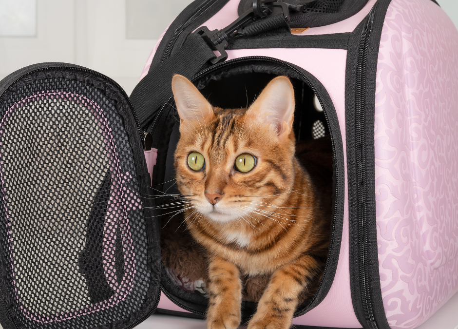 Embrace the Feline Frenzy: Roaming UK Cat Shows with Free Spirit Campervans