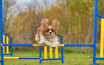 Unleash the Perfect Dog Show Adventure with Free Spirit Campervans