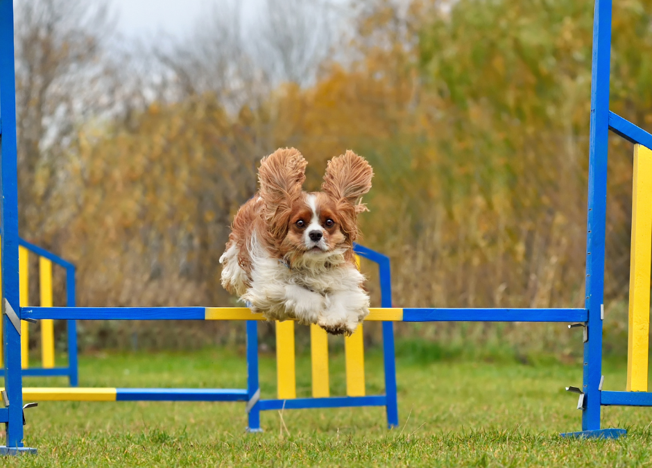 Unleash the Perfect Dog Show Adventure with Free Spirit Campervans