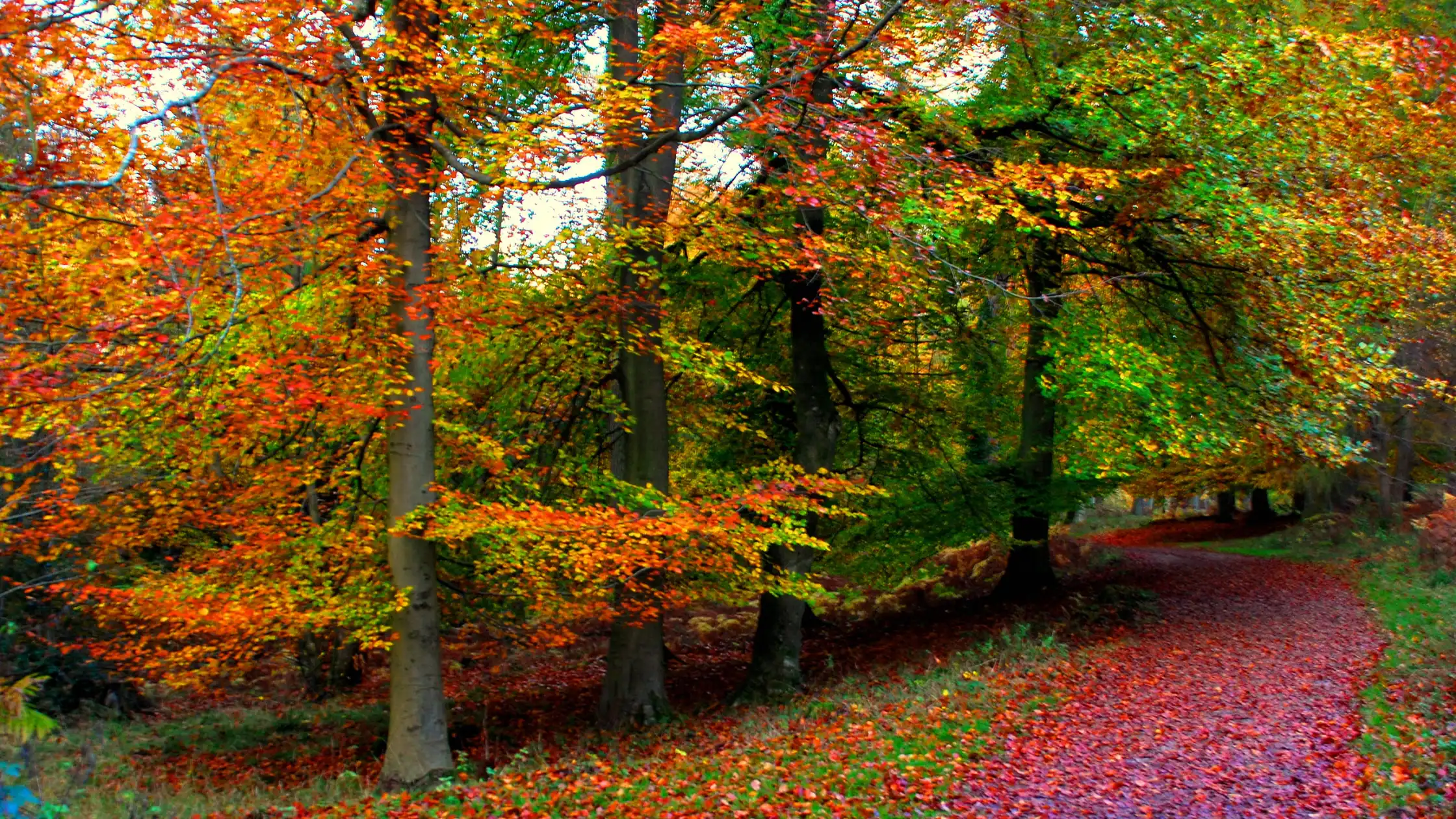 Free Spirit Campervans Dreamy days out amongst the beautiful Autumn colours in 2024, Forest of Dean, Gloucestershire