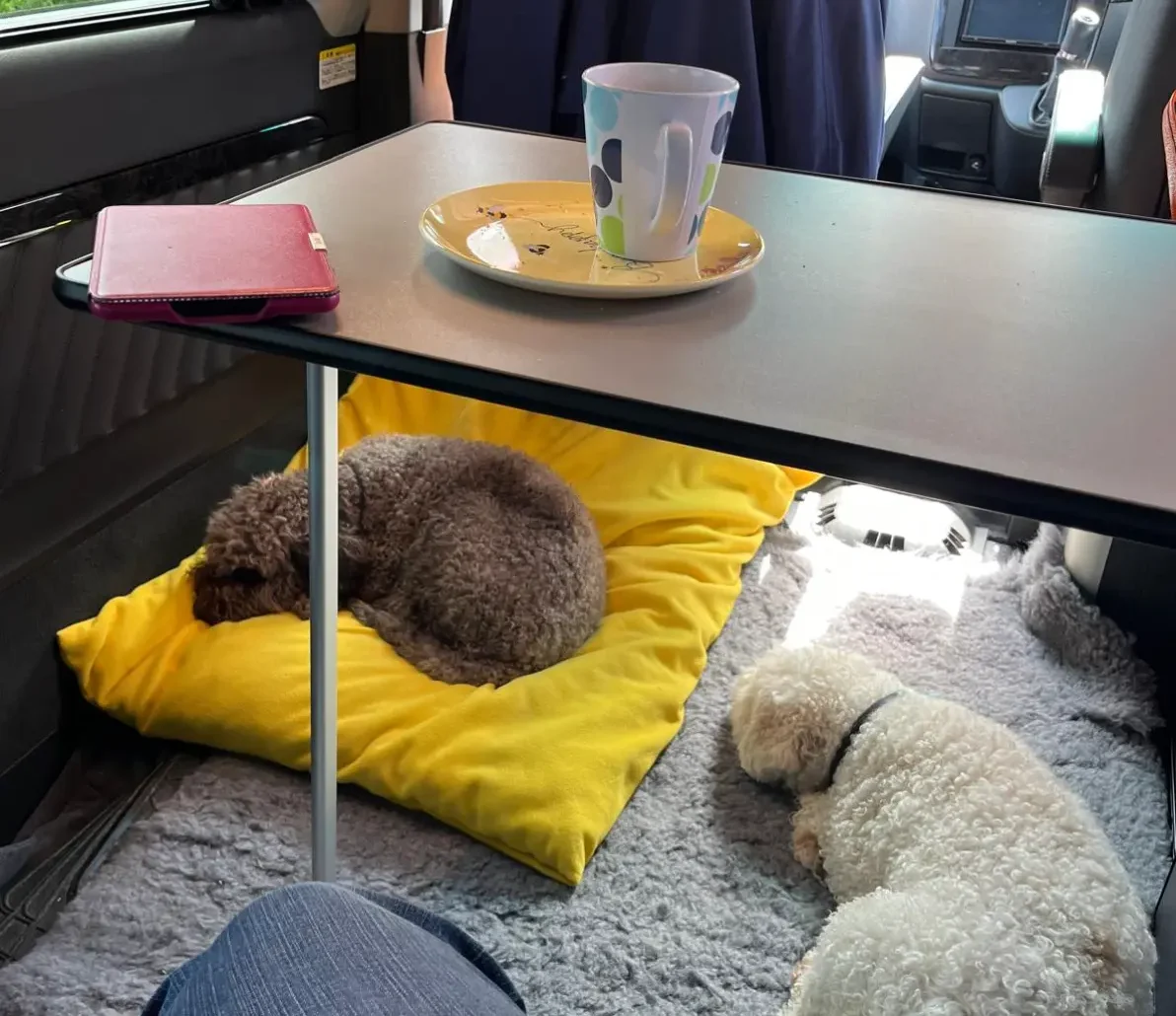 Free Spirit Campervan Owner - room for dogs in the van