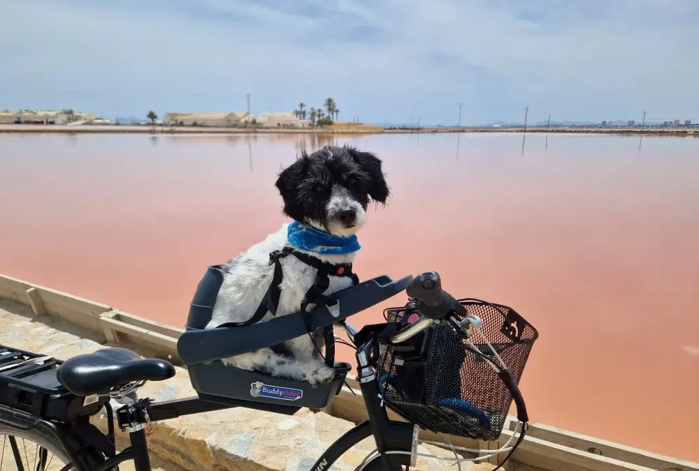 South Coast to Shetland: Jo’s First Big Campervan Adventure