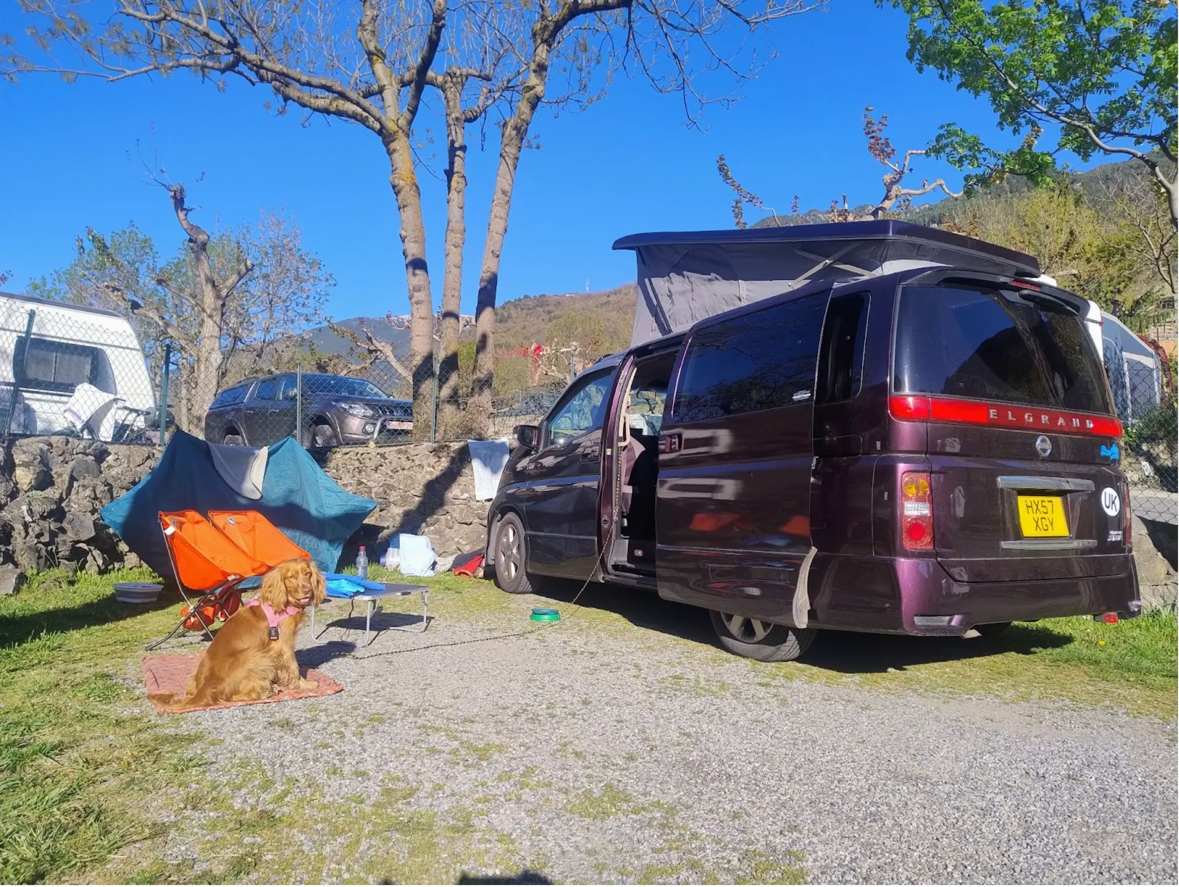 Dark burgundy campervan at a sunny campsite with a dog sitting outside